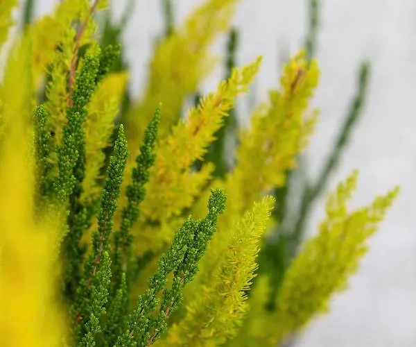 Διαμέρισμα Gryf W Sercu Szczecina-sannel For Rent Στσέτσιν